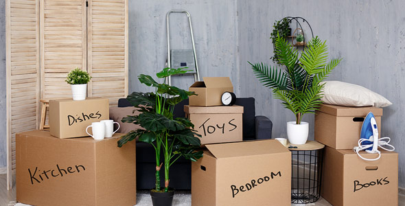 Preparing & Moving With House Plants